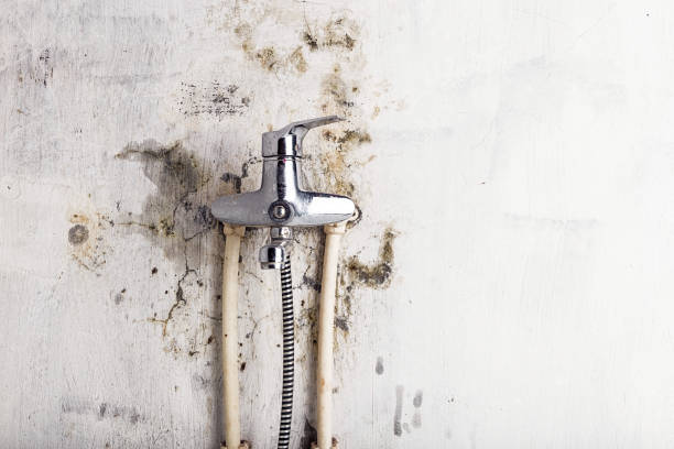 Best Post-Flood Mold Remediation in Dolton, IL