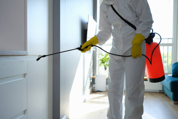 Best Residential Mold Remediation in Dolton, IL