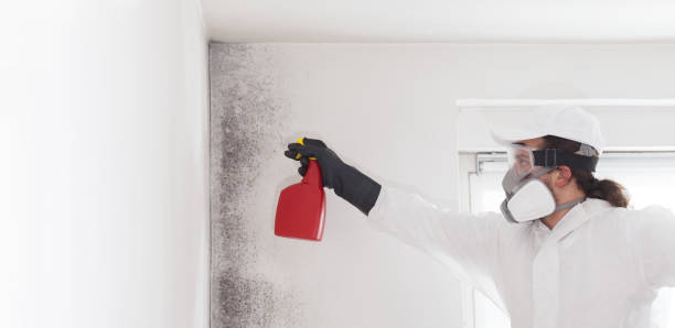 Best Black Mold Remediation in Dolton, IL