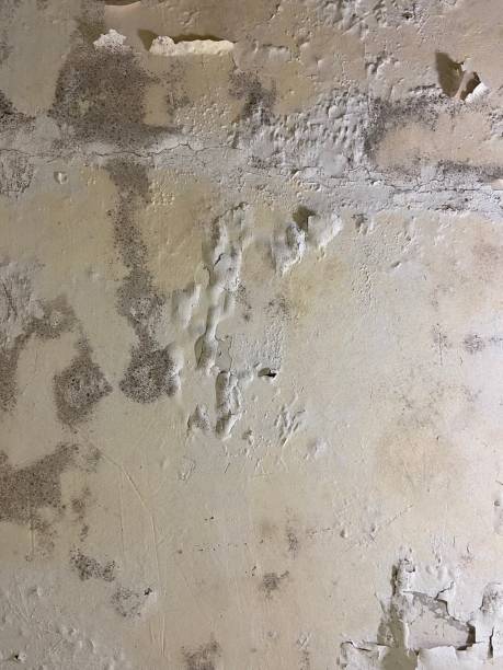  Dolton, IL Mold Removal Pros