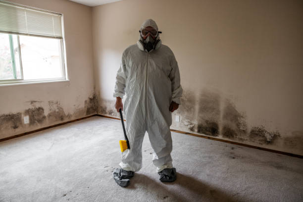 Professional Mold Remediation in Dolton, IL