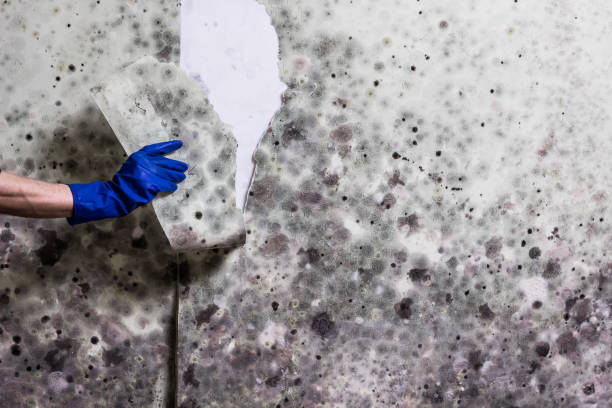 Best Industrial Mold Remediation in Dolton, IL